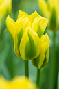 Tulipa 'Yellow Spring Green' 郁金香"黄花春绿"
