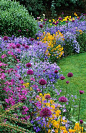 220511 - 18 Allium hollandicum ‘Purple Sensation’ with Campanula patula and Erysimum allionii in the Solar garden at Great Dixter