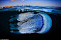 西班牙摄影师拍海中水母的梦幻舞姿