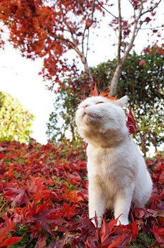 花之物语flowerwuyu采集到猫叔