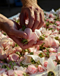 2021年坐落于格兰维尔的全新DIOR迪奥玫瑰花园致力于传递前沿培育理念和创新玫瑰培植技艺，尊重自然，倾力探研专为玫瑰而生的可再生培植技术