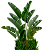 大树叶棕榈热带植物_PNG：_素材 _T2018917 #率叶插件 - 让花瓣网更好用#