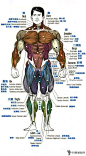 人体全身肌肉分布图3.jpg