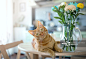 猫,餐桌,可爱的,宠物,动物主题正版图片素材