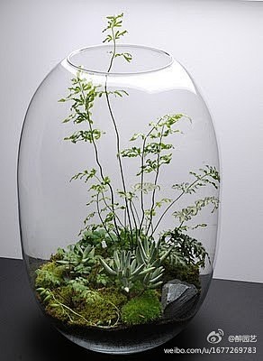 //@醉园艺:用玻璃瓶种植物~~