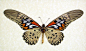 Papilio Antimachus Origin: Madagascar