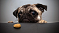 dogs pugs cookies trollface  / 1920x1080 Wallpaper