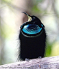 Magnificent Riflebird, Australia - ©Graeme Chapman