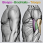 This may contain: an image of the back and side of a man's body, with text reading biceps brachiais - triceps