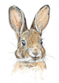 A4 Print  Little Leveret  Watercolour by HannahLongmuir on Etsy, £9.00