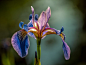 File:Verschiedenfarbige Schwertlilie (Iris versicolor)-20200603-RM-100257.jpg