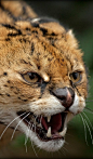 Baby African Serval Cat: