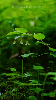 墨白笑采集到花语