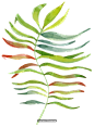 高清热带丛林水彩元素美图 Free Tropical Watercolor Bundle