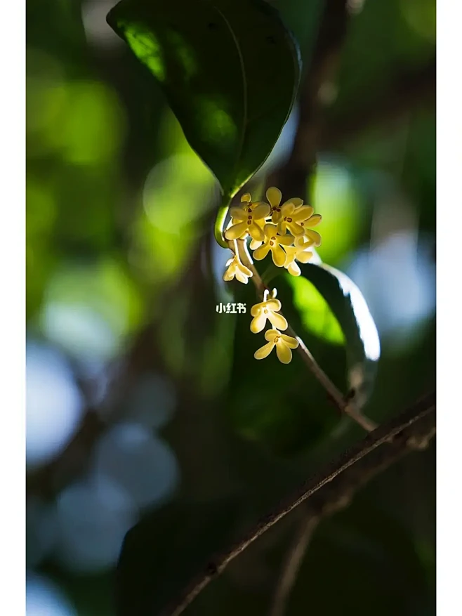 ｜风里尽是桂花的香气