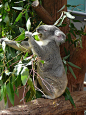 考拉koala