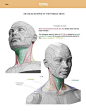 #设计素材# 面部肌肉结构
Anatomy For Sculptors ​​​​