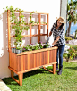 Napa Planter (Options: 48" L x 18" W x 18" H, Redwood, 12-inch stand, 3' tall Trellis Kit, No Growing Vegetables, Transparent Premium Sealant). Photo: Courtesy of the Estero Beach Resort, Ensenada, México and Ms. Yesenia Veliz of Ensenada, 