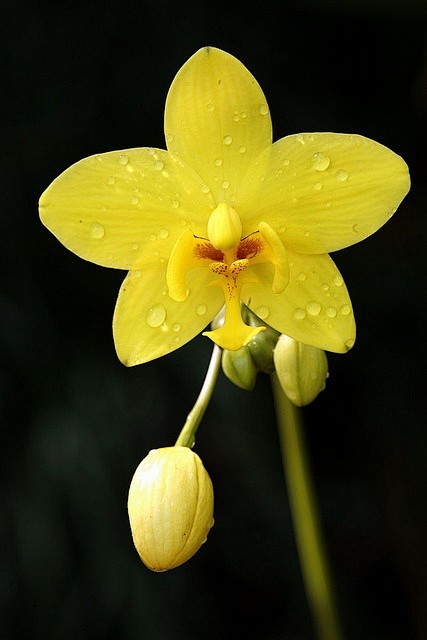 yellow orchid