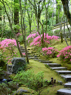 ざ陌浅采集到庭院の花