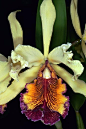 orchidspecies