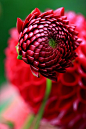 Budding Dahlia 【  】