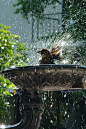 Birdbath | BIRDS SWEET BIRDS & Gardens