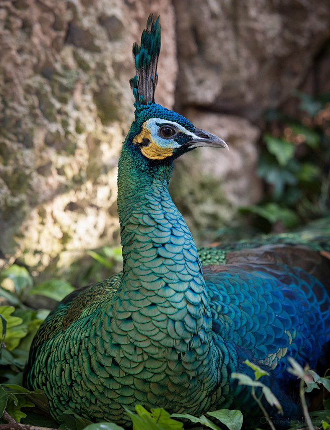 绿孔雀：鸟纲，国家一级保护动物