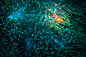 【美图分享】LV QIANG的作品《 水下摄影处女作啊！海底总动员的尼莫！20米水下摄影是一个相当高难度的东西！拍摄于马达京岛，体验潜水...》 #500px#