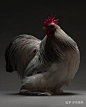 长得很美的鸡都有哪些? - 知乎 : 发现各种长尾公鸡像凤凰一样优雅，那么还有什么鸡长得极度美丽，让人不禁夸赞?