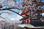 Mt.Fuji with Sakura by Takashi Yasui on 500px