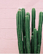 Cactus Plants against Pink Brick Wall Exterior -  #PlantsOnPink by @dabito