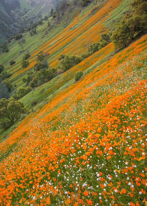 在默塞德河峡谷的罂粟花， 加利福尼亚