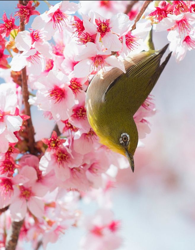 Spring blossoms