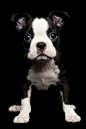 cute puppy! | Michael | Pinterest