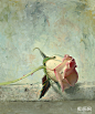 Alexei Antonov油画花卉-油画欣赏-爱画网