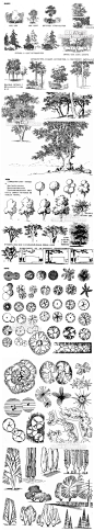 728 园林植物画法 手绘树木绘画技法线稿风景场景树叶美术临摹-淘宝网