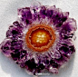 翌楝Shanky紫水晶太阳花