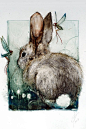 Lapin de habitants de la forêt