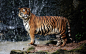 General 1920x1200 tiger nature big cats animals