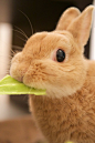 For the bunny lovers:) Rabbit eating cabbage by Yuki Matsukura