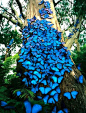 蓝色蝴蝶——南美大闪蝶（Morpho peleides），分布在墨西哥、中美洲、南美洲北部、巴拉圭及特立尼达。  大闪蝶的翅膀呈鲜艳的蓝色，是透过翅膀上的鳞片将光折射而形成。它们的翅展长7.5-20厘米。由卵至成虫的整个生命周期只有115天。
