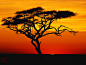 (1024×768)
非洲草原上的红色日落­