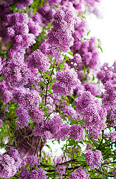 流年色玥落倾城采集到百花物语——丁香花