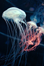 a SMACK of jellyfish | Collective Nouns