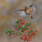 Photograph Common Stonechat by Roy Avraham on 500px