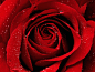 flowers macro red roses water drops wallpaper (#205586) / Wallbase.cc