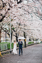 #夏木日本#

雨天总是会给照片添加很多不一样的氛围。其实不管晴天雨天，只要有相爱的你们，也可以收获很多美好的照片哟

ps:不好意思啦，插播一组樱花季的图片啦

#旅拍##日本##日本旅拍##婚纱照# ​​​​