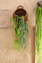 仿真亚马逊室内吊兰 仿真绿植装饰爬藤缠绕藤蔓植物 装饰造景墙面-淘宝网