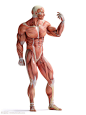 展示肌肉人体解剖模型